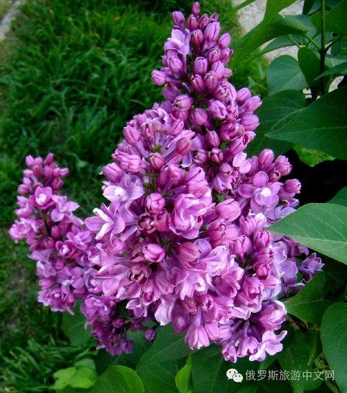 丁香六月激情国产,丁香六月的辉煌篇章